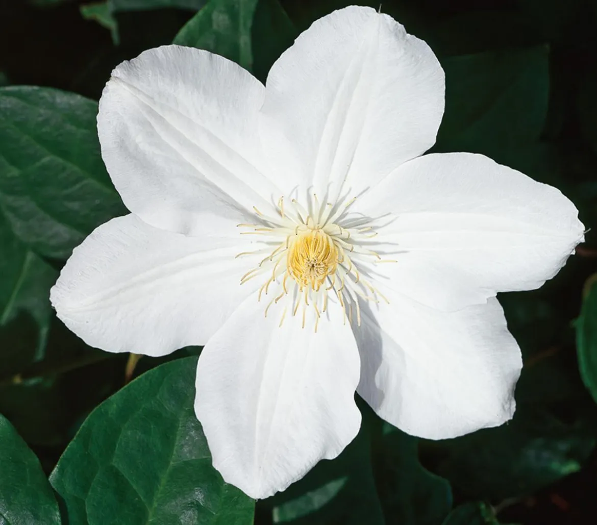 Waldrebe - Clematis 'Madame le Coultre'