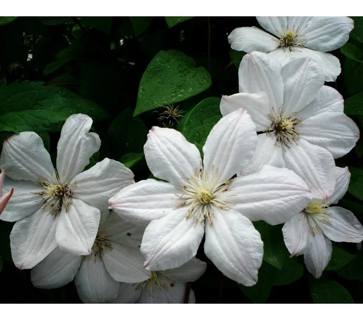 Waldrebe - Clematis 'Madame le Coultre'