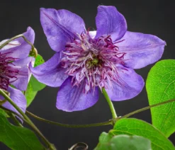 Waldrebe - Clematis 'Multi Blue'