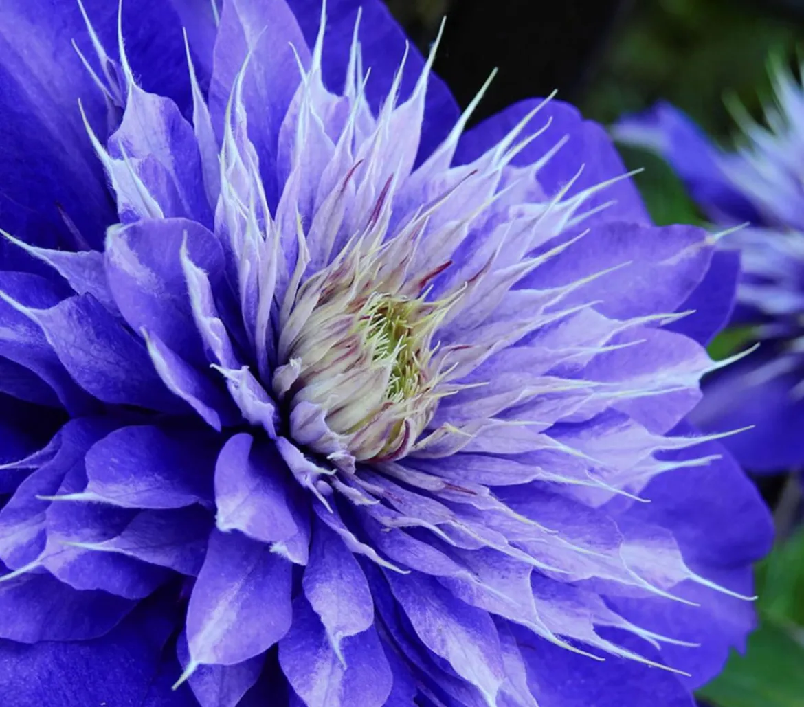 Waldrebe - Clematis 'Multi Blue'