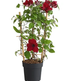 Waldrebe - Clematis, Rankhilfe