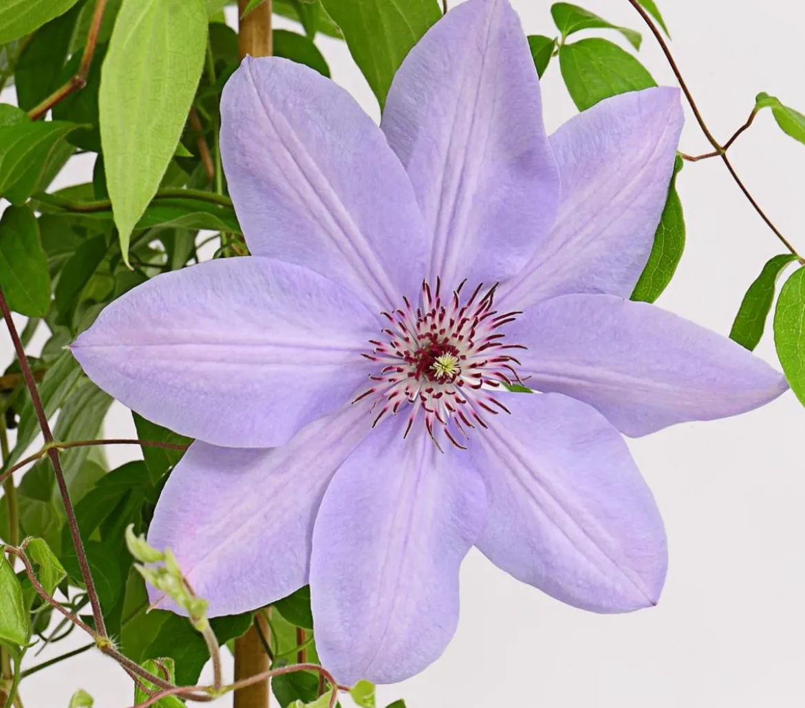 Waldrebe - Clematis, Rankhilfe