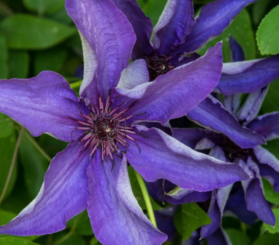 Waldrebe - Clematis, Rankhilfe