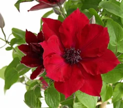 Waldrebe - Clematis, Rankhilfe