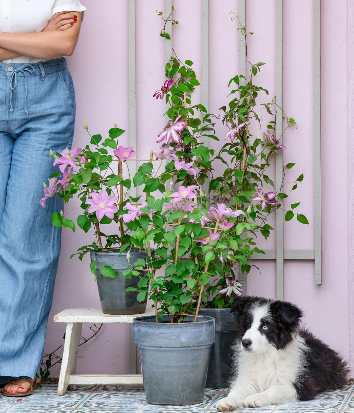 Waldrebe - Clematis, Rankhilfe