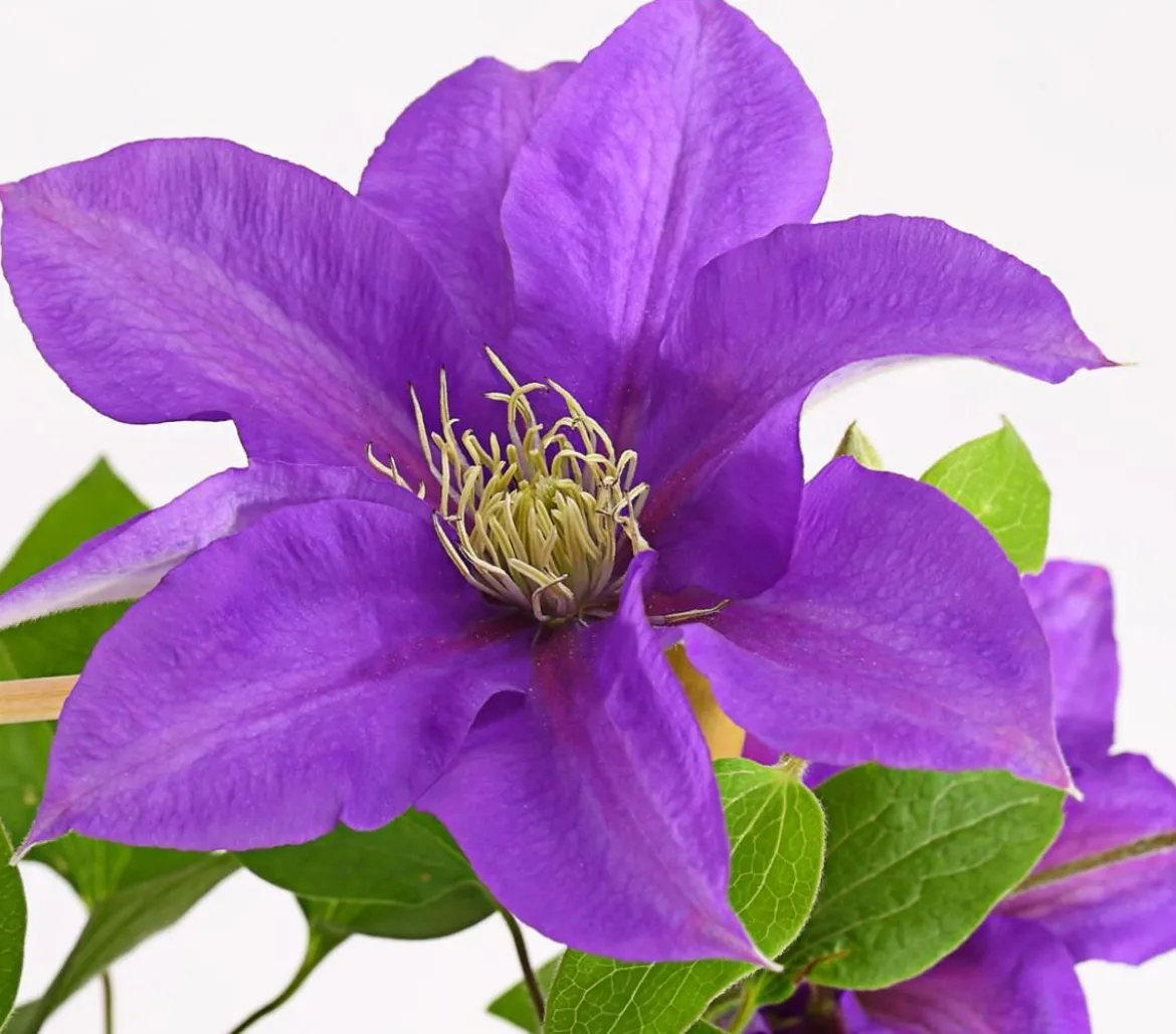 Waldrebe - Clematis, Rankhilfe