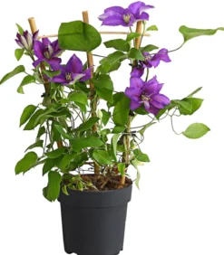 Waldrebe - Clematis, Rankhilfe