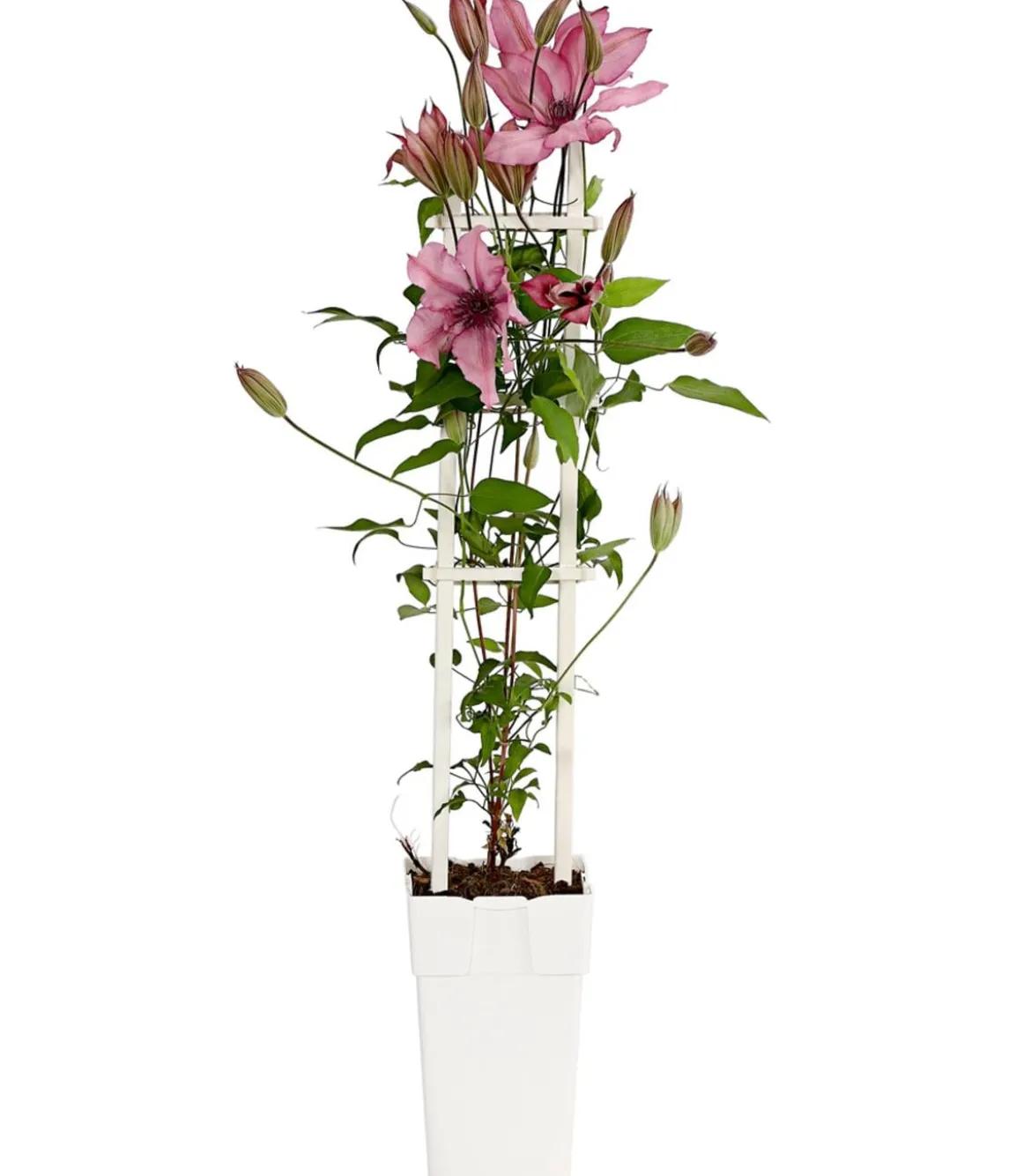 Waldrebe - Clematis, Spalier