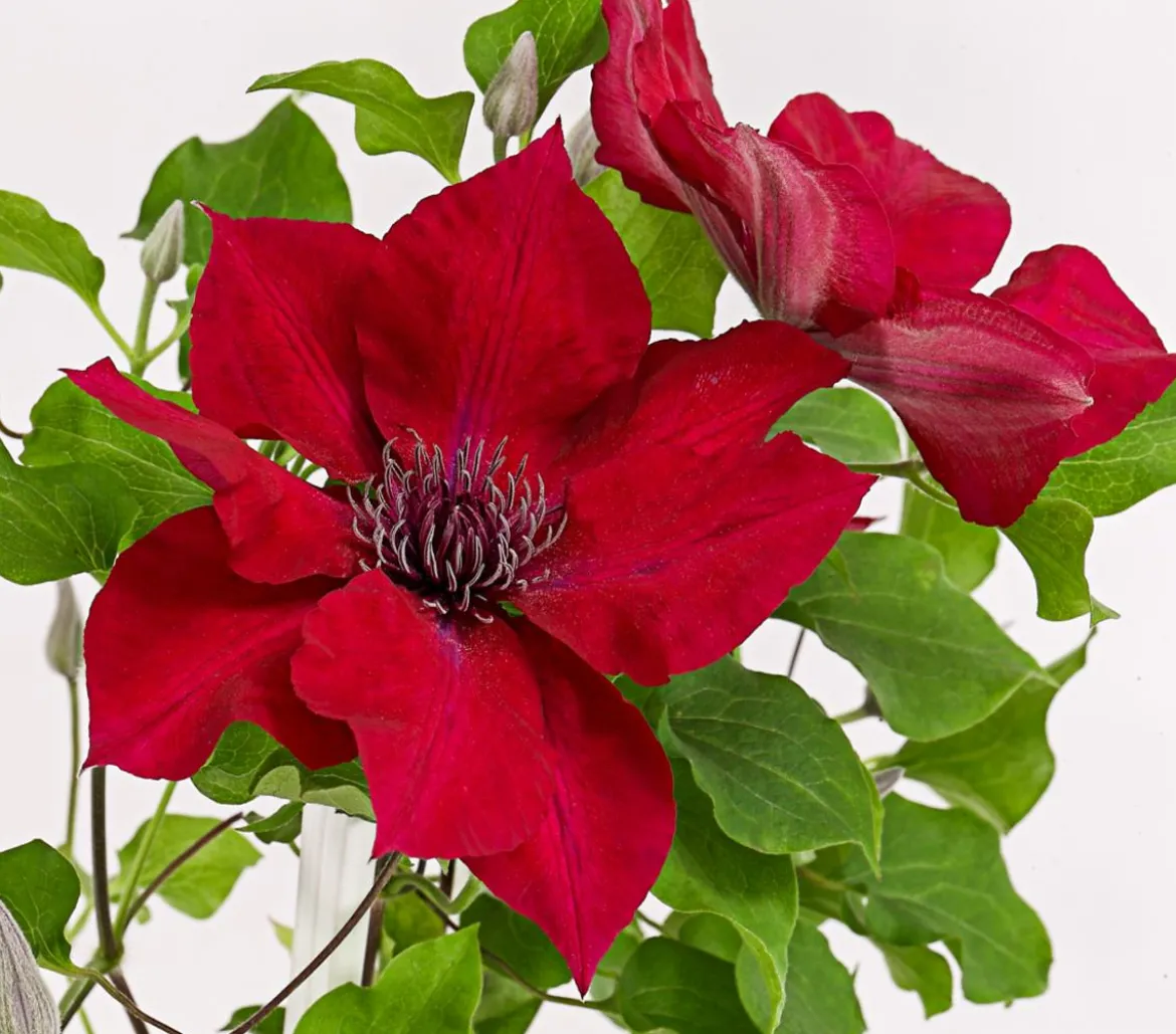 Waldrebe - Clematis, Spalier