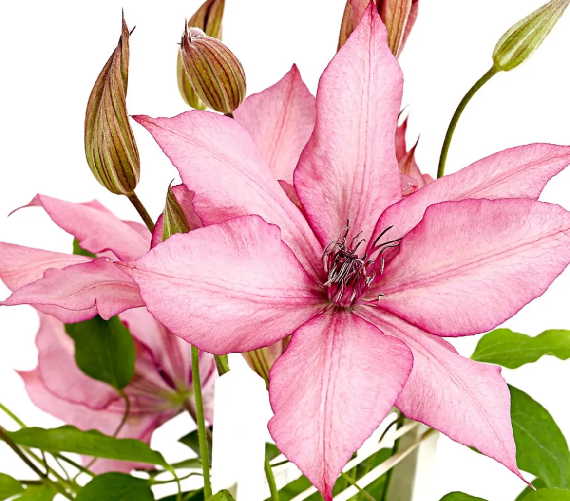 Waldrebe - Clematis, Spalier
