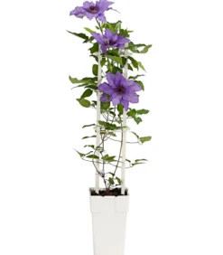 Waldrebe - Clematis, Spalier