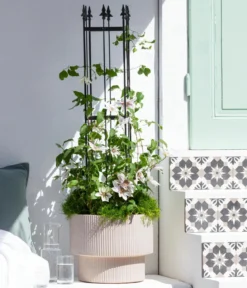 Waldrebe - Clematis, Spalier