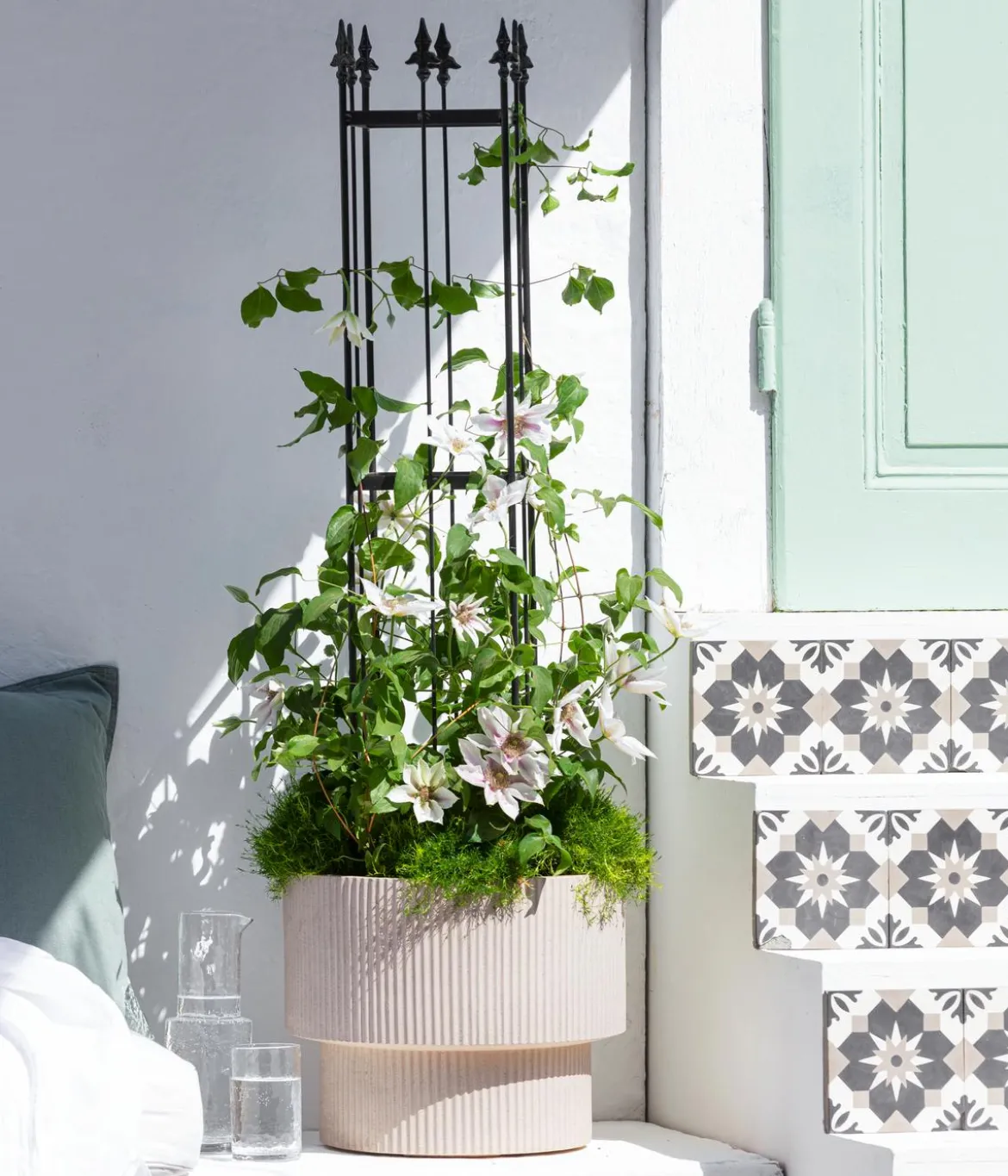Waldrebe - Clematis, Spalier