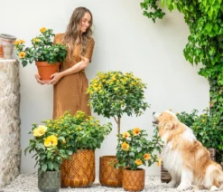 Wandelröschen, Busch