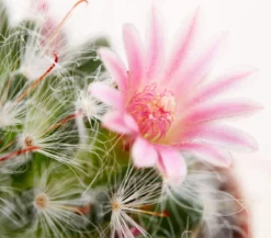 Warzenkaktus - Mammillaria hahniana