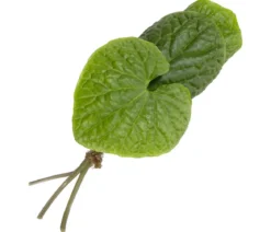 Wasabi