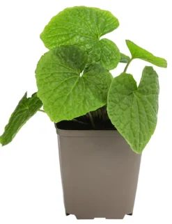 Wasabi