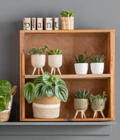 Wassermelonen-Peperomie - Peperomia argyreia