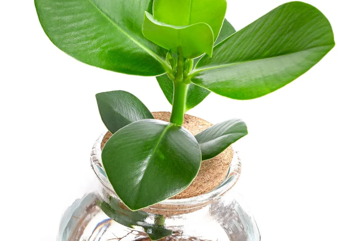 Waterplant Balsamapfel im Kugelglas - Clusia rosea 'Princess', ca. 30 cm