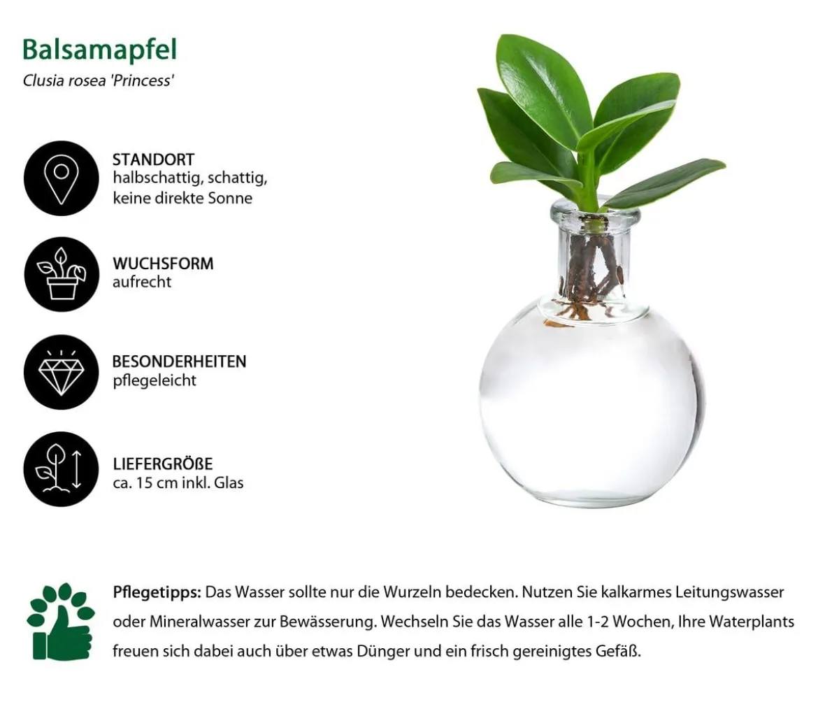 Waterplant Balsamapfel im Kugelglas - Clusia rosea 'Princess', ca. 15 cm