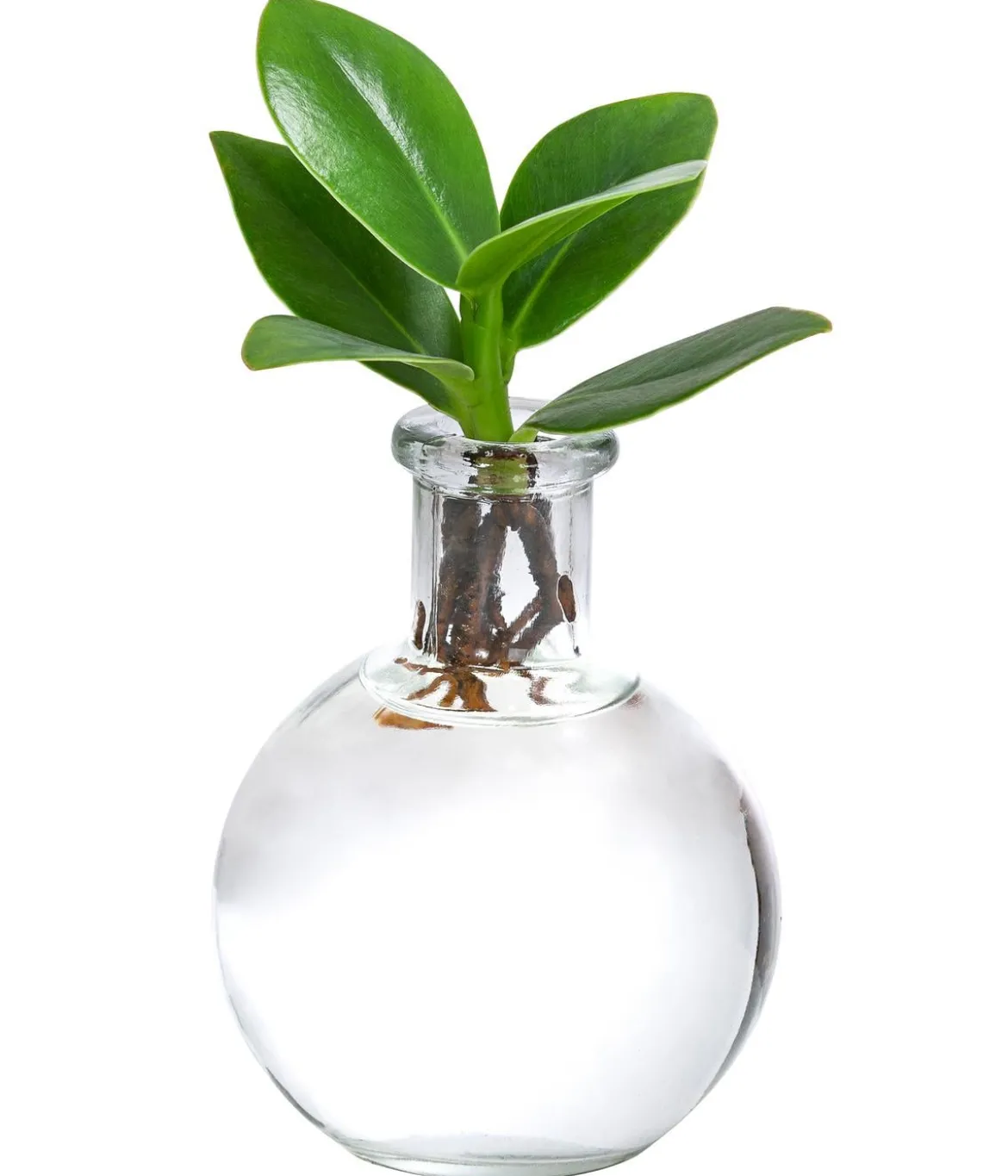 Waterplant Balsamapfel im Kugelglas - Clusia rosea 'Princess', ca. 15 cm