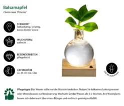 Waterplant Balsamapfel im Kugelglas - Clusia rosea 'Princess', mit LED