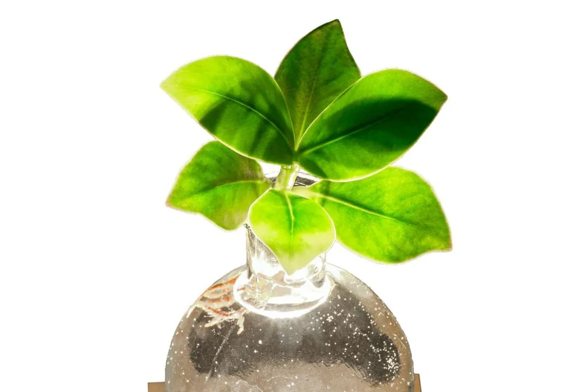 Waterplant Balsamapfel im Kugelglas - Clusia rosea 'Princess', mit LED