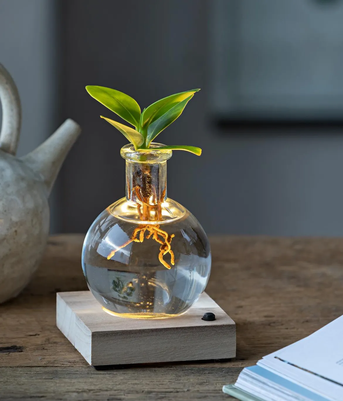 Waterplant Balsamapfel im Kugelglas - Clusia rosea 'Princess', mit LED