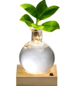 Waterplant Balsamapfel im Kugelglas - Clusia rosea 'Princess', mit LED