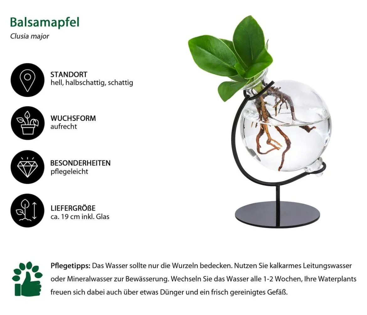 Waterplant Balsamapfel Victoria im Kugelglas - Clusia major