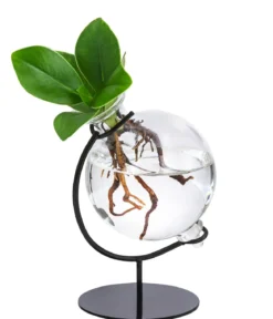 Waterplant Balsamapfel Victoria im Kugelglas - Clusia major