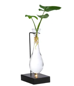 Waterplant Baumfreund im Glas - Philodendron 'Fun Bun', mit LED