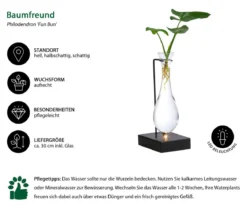 Waterplant Baumfreund im Glas - Philodendron 'Fun Bun', mit LED