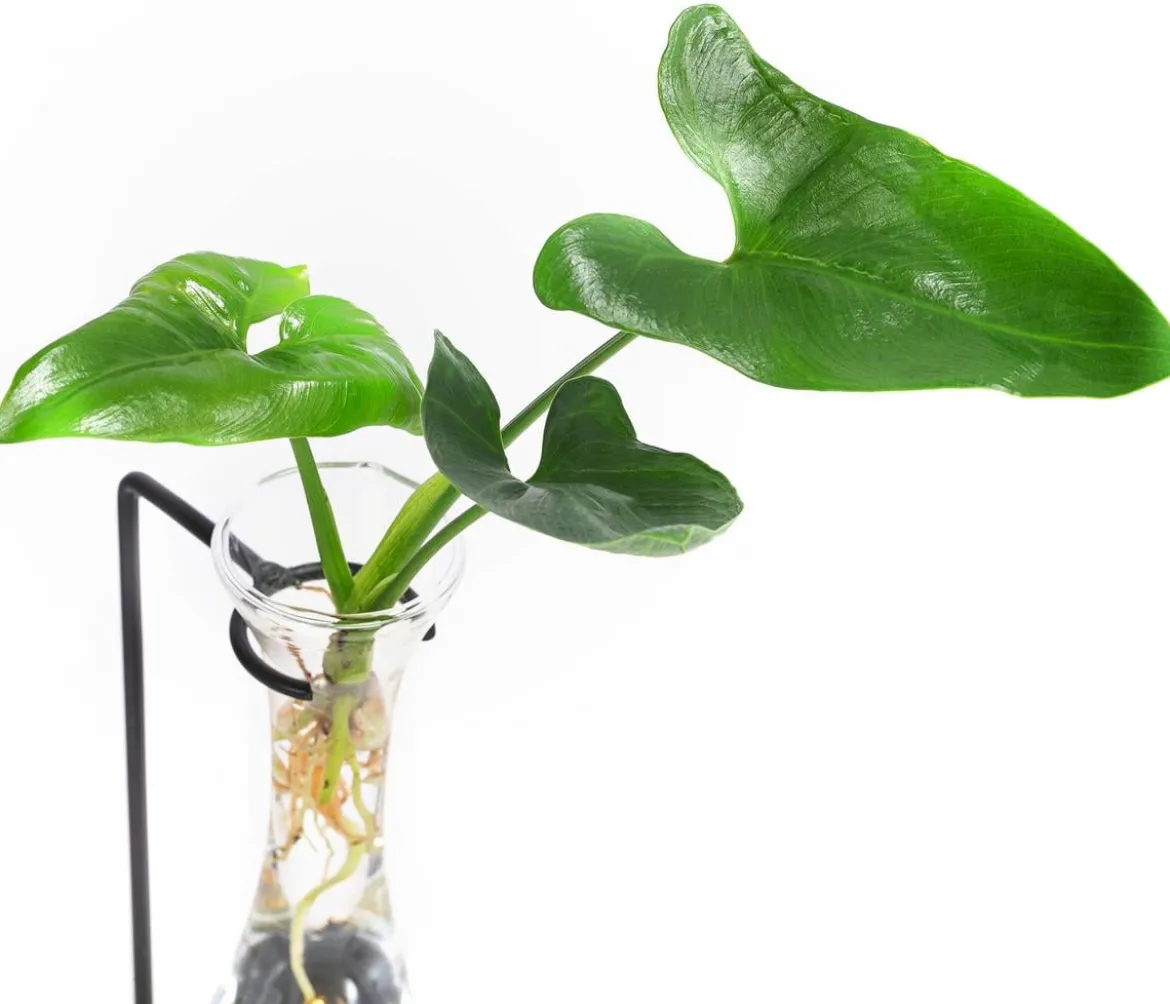 Waterplant Baumfreund im Glas - Philodendron 'Fun Bun', mit LED