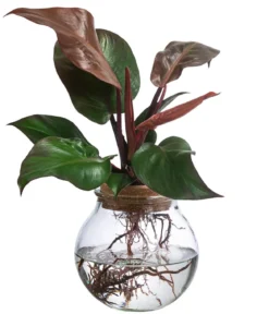 Waterplant Baumfreund im Kugelglas - Philodendron erubescens 'Sunlight', ca. 30 cm