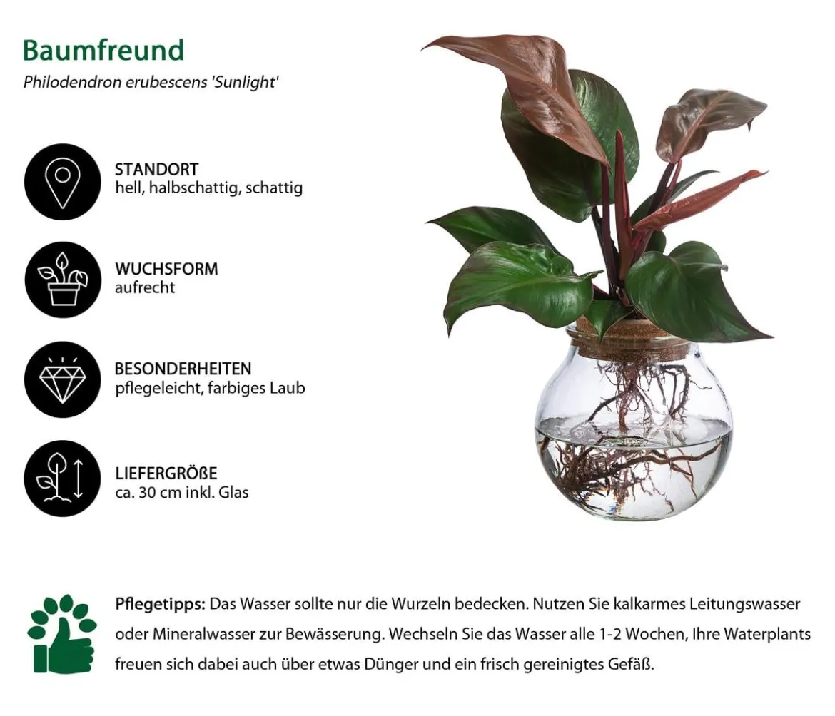 Waterplant Baumfreund im Kugelglas - Philodendron erubescens 'Sunlight', ca. 30 cm