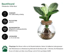 Waterplant Baumfreund im Kugelglas - Philodendron 'White Wave'