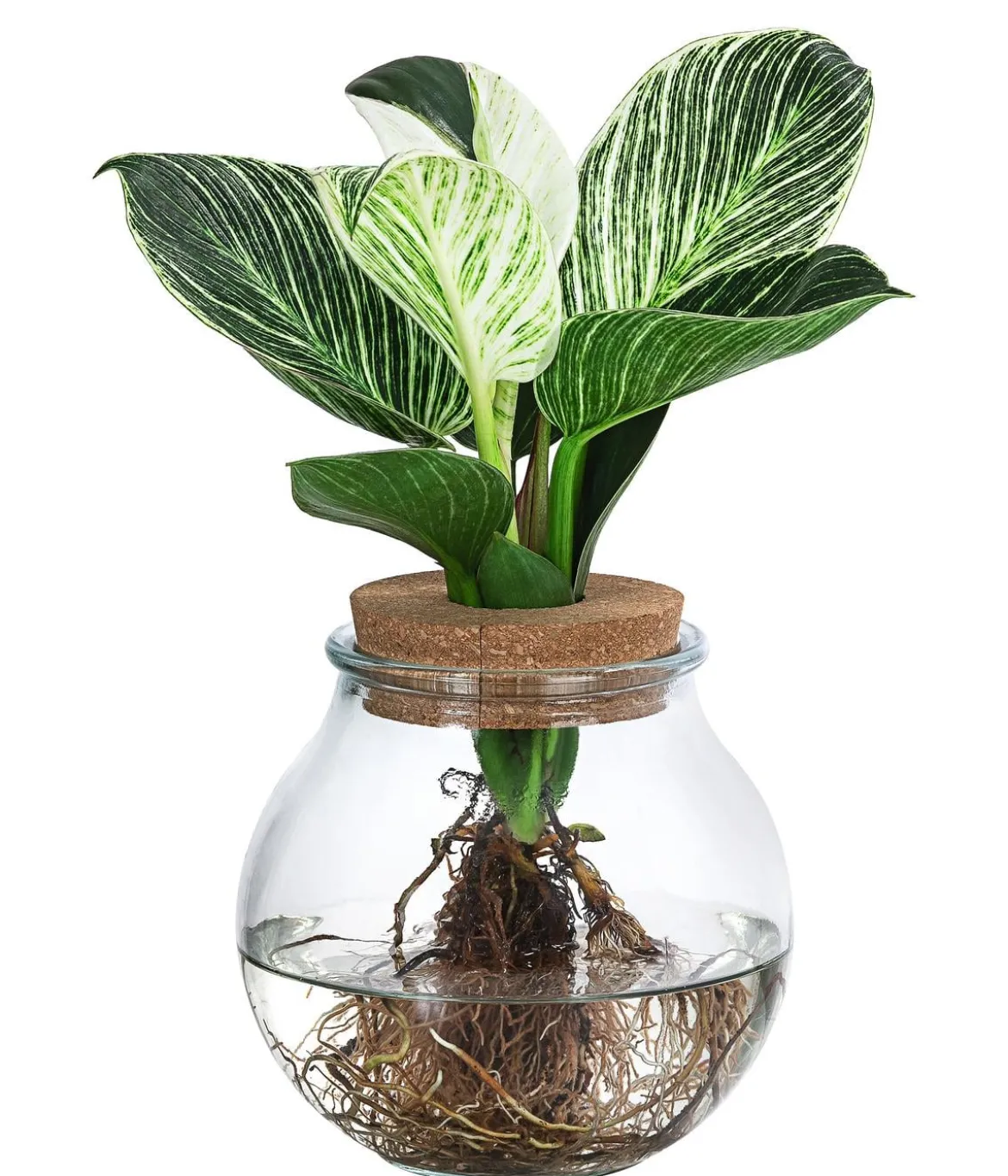 Waterplant Baumfreund im Kugelglas - Philodendron 'White Wave'