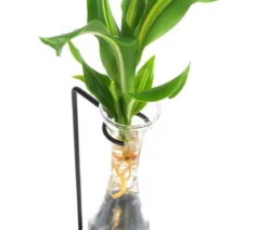 Waterplant Drachenbaum im Glas - Dracaena fragrans 'Burley', mit LED