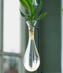 Waterplant Drachenbaum im Glas - Dracaena fragrans 'Burley', mit LED
