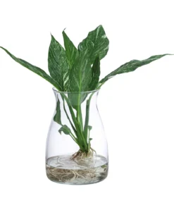 Waterplant Einblatt im Glas, Spathiphyllum variegata 'Diamond', ca. 30 cm