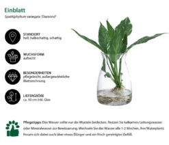 Waterplant Einblatt im Glas, Spathiphyllum variegata 'Diamond', ca. 30 cm