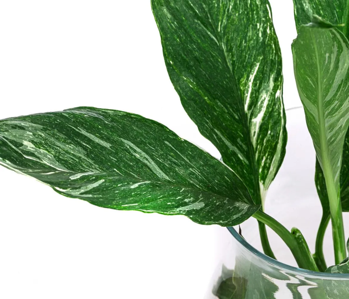 Waterplant Einblatt im Glas, Spathiphyllum variegata 'Diamond', ca. 30 cm