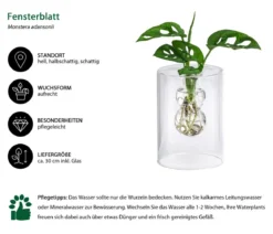 Waterplant Fensterblatt im Glas - Monstera adansonii, ca. 30 cm