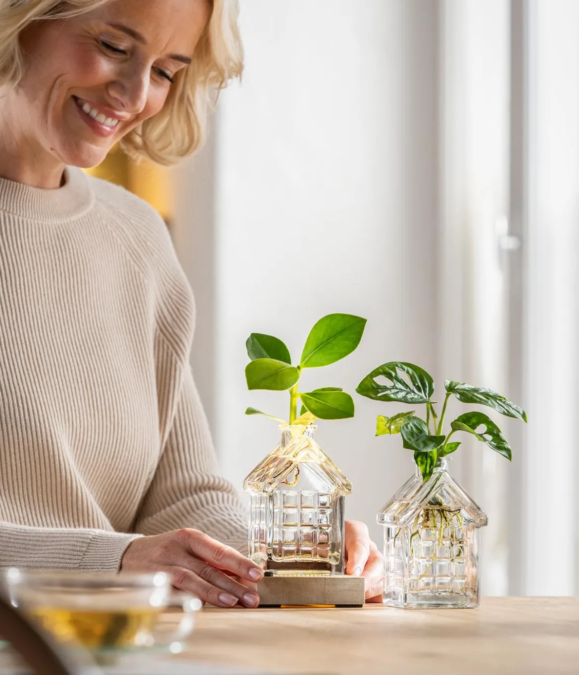 Waterplant Fensterblatt im Häuschen - Monstera adansonii