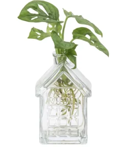 Waterplant Fensterblatt im Häuschen - Monstera adansonii