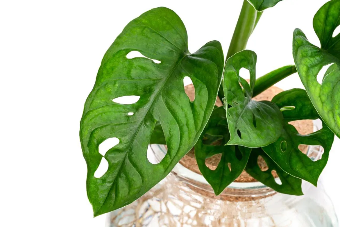 Waterplant Fensterblatt im Kugelglas - Monstera adansonii, ca. 25 cm