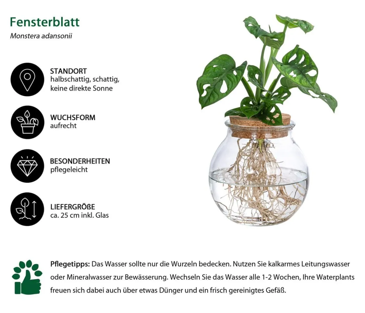 Waterplant Fensterblatt im Kugelglas - Monstera adansonii, ca. 25 cm