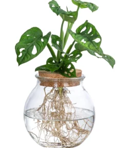 Waterplant Fensterblatt im Kugelglas - Monstera adansonii, ca. 25 cm