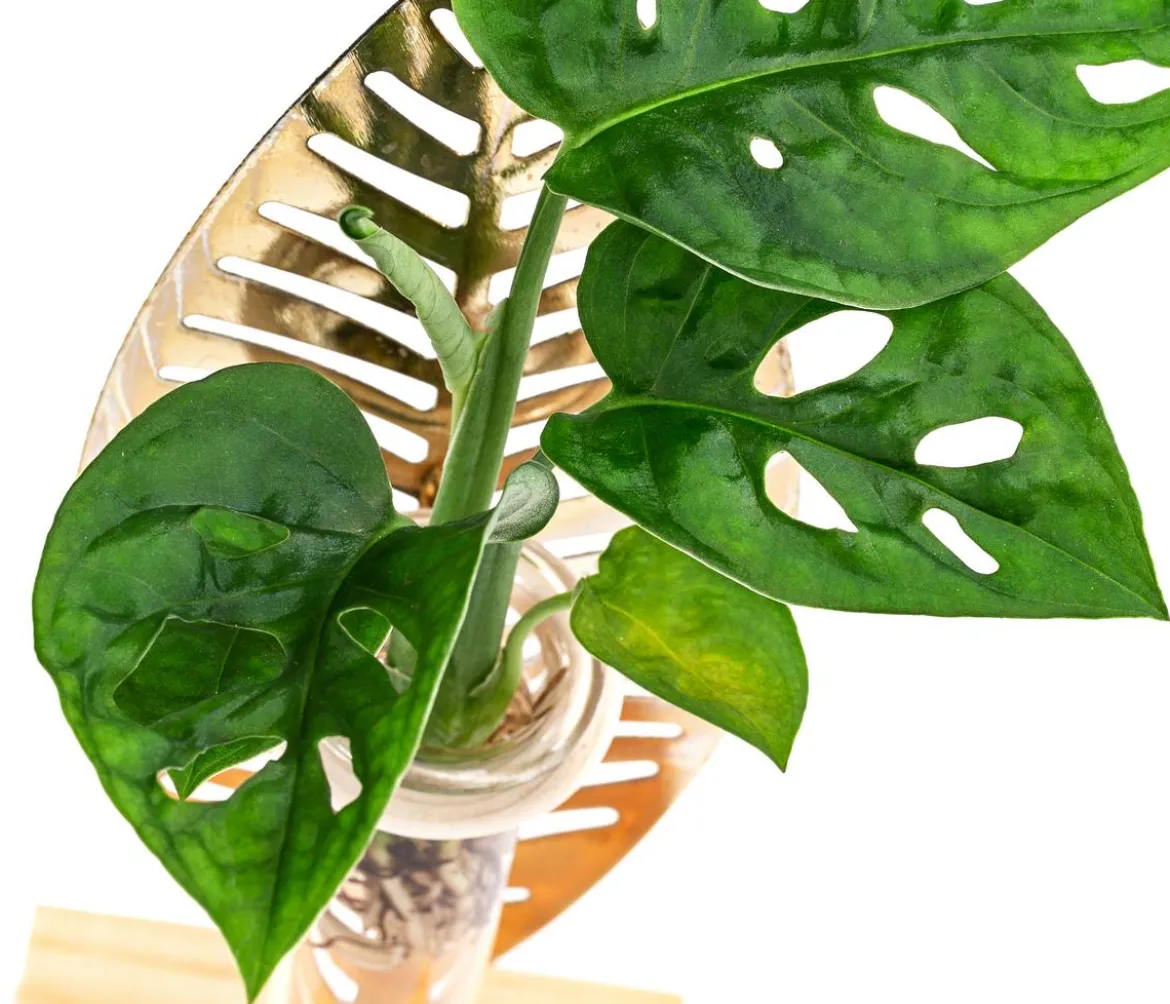 Waterplant Fensterblatt Verona im Reagenzglas - Monstera adansonii